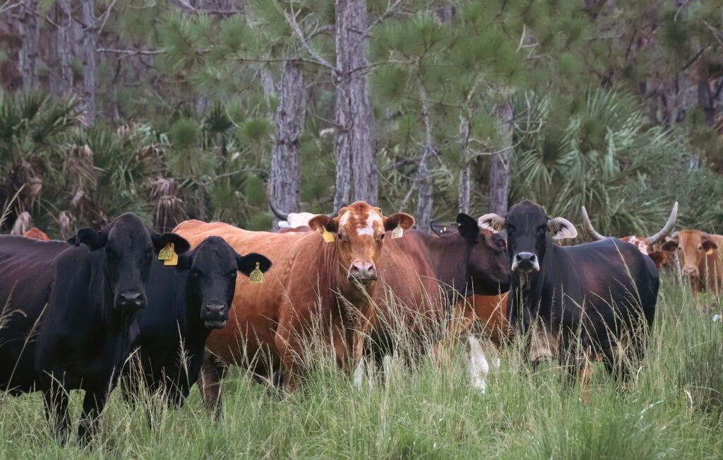 A serene scene of a herd of cattle grazing in a lush green pasture surrounded by trees.